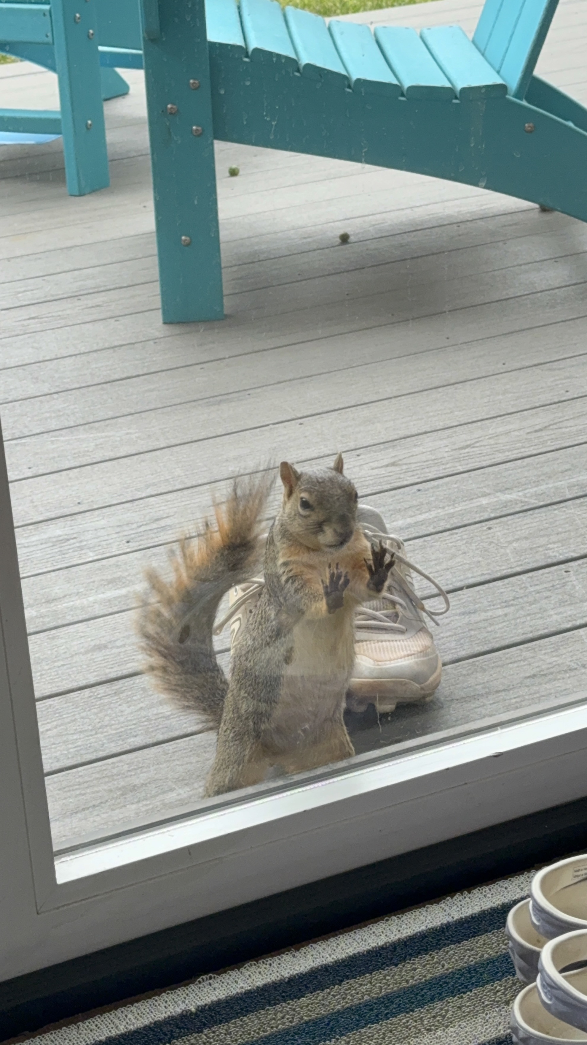 Herman pressing paws against glass door