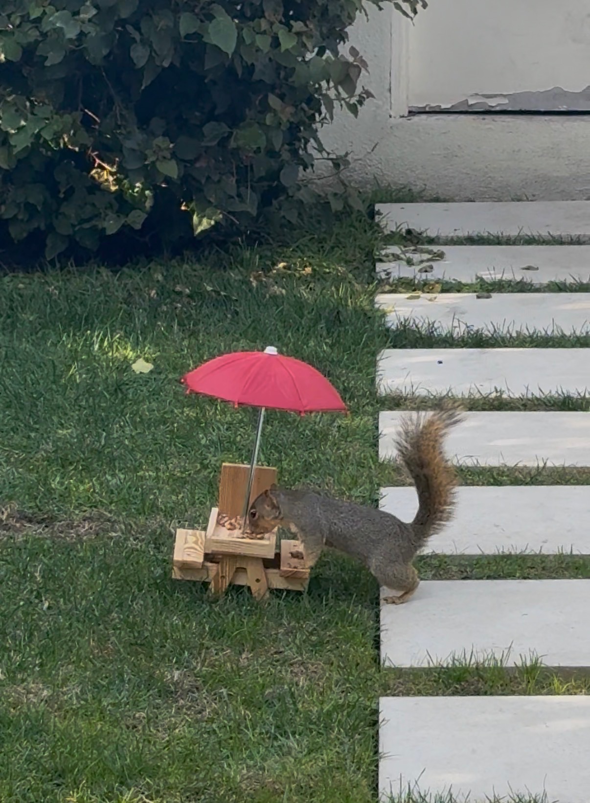 Herman eating at his tiny picnic table with a red umbrella